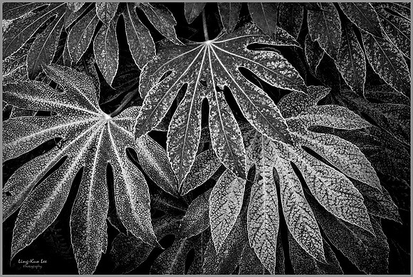 _DSC1994