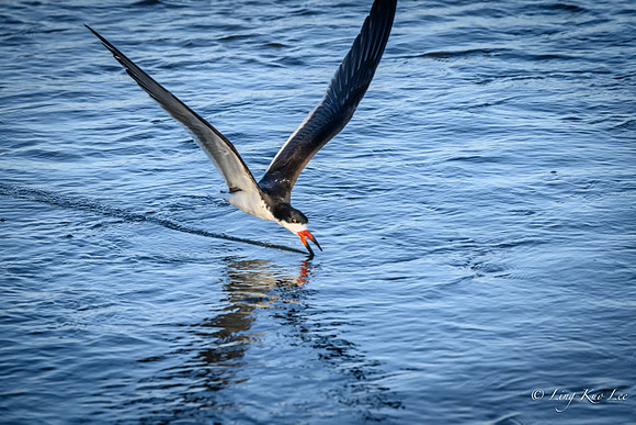_DSC5485