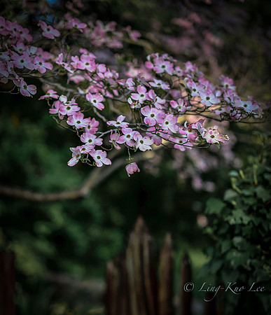 _DSC0368