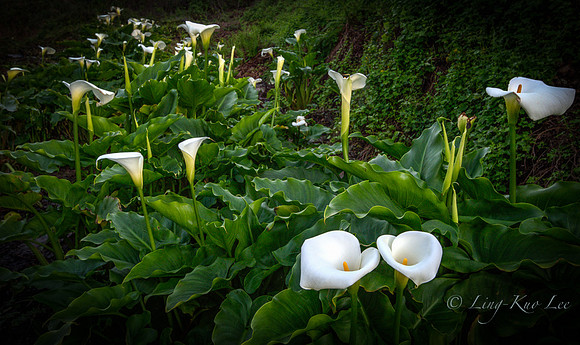 _DSC2452_3_4_Soft