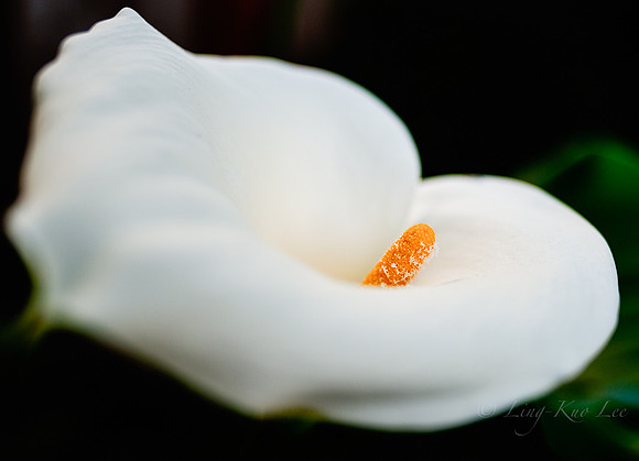 _DSC8636