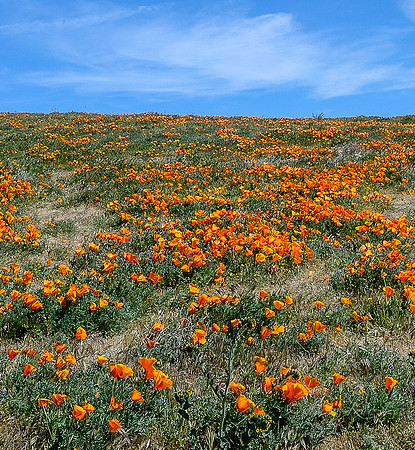 Antelope Valley California Poppies