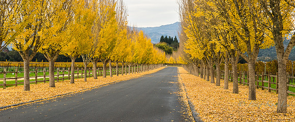 _DSC0954