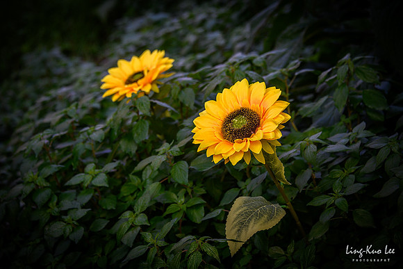 _DSC8942