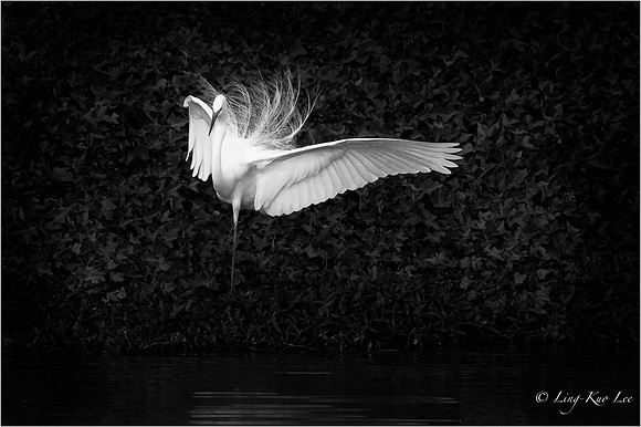 _DSC8526-denoise-SAI-stabilize-Edit-Edit-Stroke